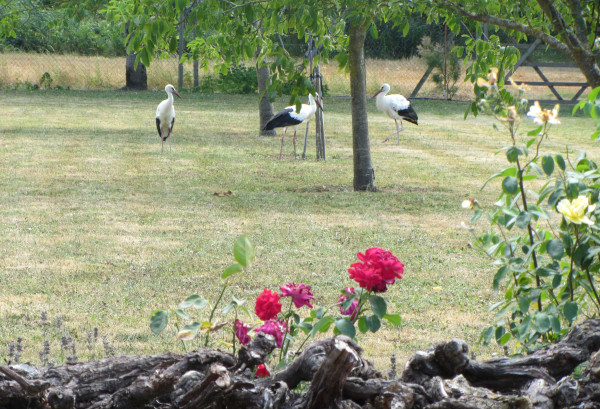 Cigogneaux Demeure d'Aliénor © Gilberte Meysman